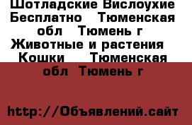 Шотладские Вислоухие Бесплатно - Тюменская обл., Тюмень г. Животные и растения » Кошки   . Тюменская обл.,Тюмень г.